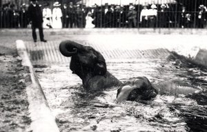 Elephants Bathing by Frederick William Bond